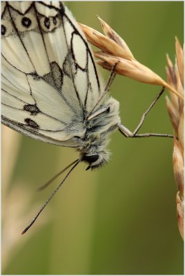Demi-deuil (Melanargia galathea)