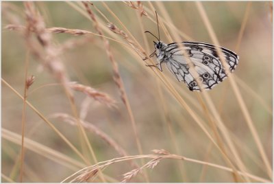 Demi-deuil (Melanargia galathea)