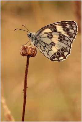 Demi-deuil (Melanargia galathea)
