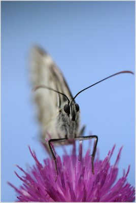 Demi-deuil (Melanargia galathea)