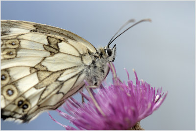 Demi-deuil (Melanargia galathea)