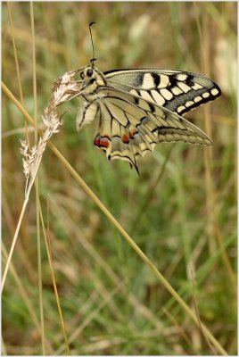 Machaon (Papilio machaon)