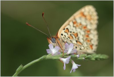 Mélitée des centaurées (Cincildia phobe)