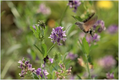 Moro-sphinx (Macroglossum stellatarum)