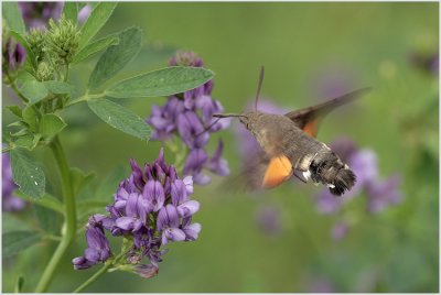Moro-sphinx (Macroglossum stellatarum)