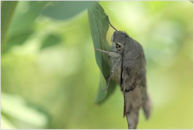 Moro-sphinx (Macroglossum stellatarum)