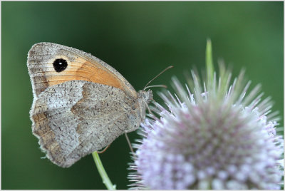 Myrtil (Maniola jurtina)