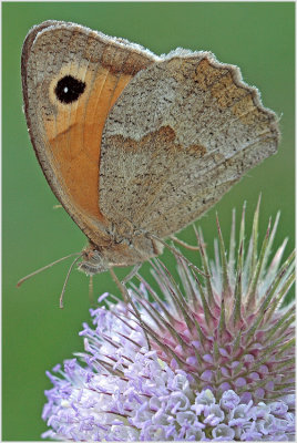 Myrtil (Maniola jurtina)