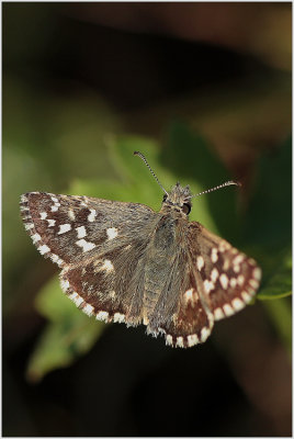 Hespérie de la mauve (Pyrgus Malvae)