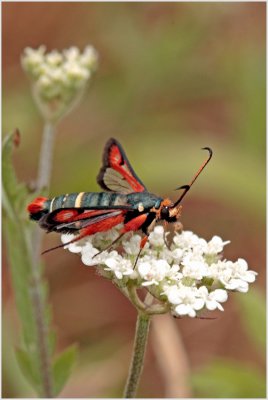 Pyroptéron Chrysidiformis