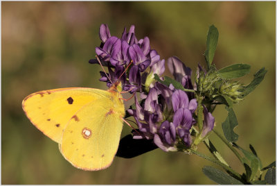 Souci (Colias croceus)