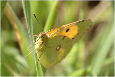 Souci (Colias croceus)