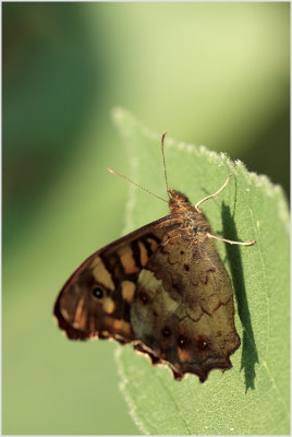 Tircis (Pararge aegeria)