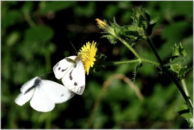 Piéride (Pieridae)