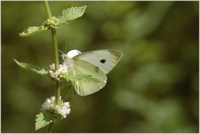 Piéride (Pieridae)
