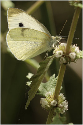 Piéride (Pieridae)