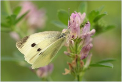 Piéride (Pieridae)