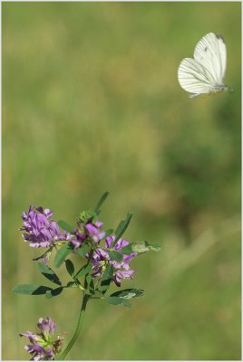 Piéride (Pieridae)