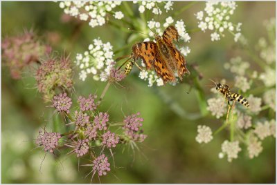 Robert-le-diable (Polygonia c-album)