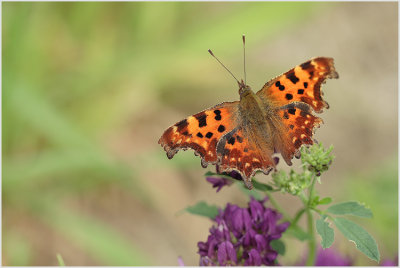 Robert-le-diable (Polygonia c-album)
