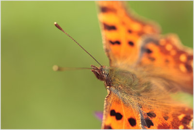 Robert-le-diable (Polygonia c-album)