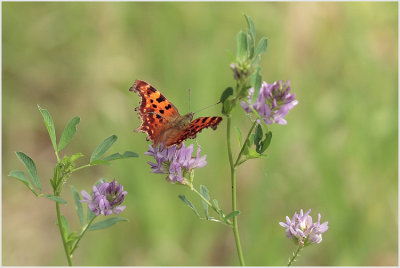 Robert-le-diable (Polygonia c-album)