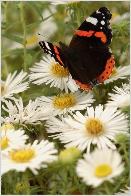 Vulcain (Vanessa atalanta)