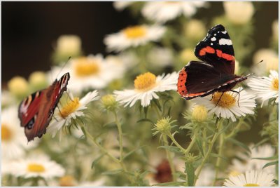 Vulcain (Vanessa atalanta)