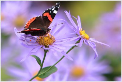 Vulcain (Vanessa atalanta)