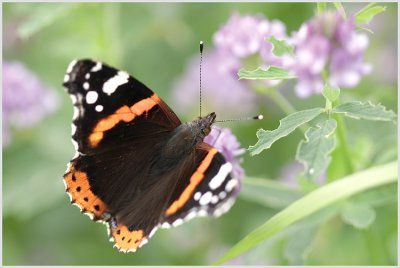 Vulcain (Vanessa atalanta)