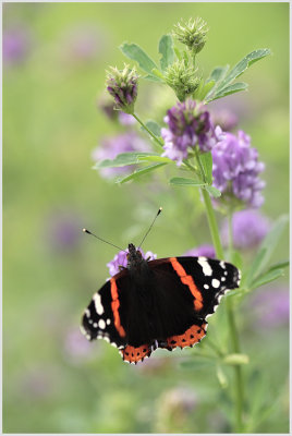 Vulcain (Vanessa atalanta)