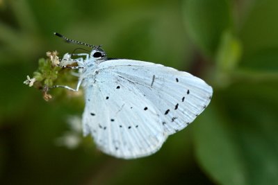 Azuré des nerpruns (Celastrina argiolus)