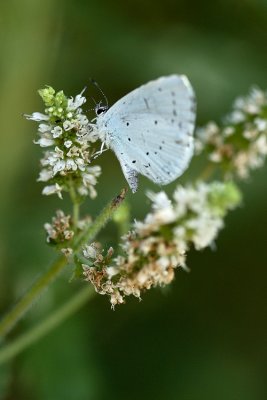 Azuré des nerpruns (Celastrina argiolus)