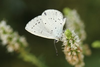 Azuré des nerpruns (Celastrina argiolus)