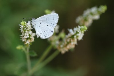 Azuré des nerpruns (Celastrina argiolus)