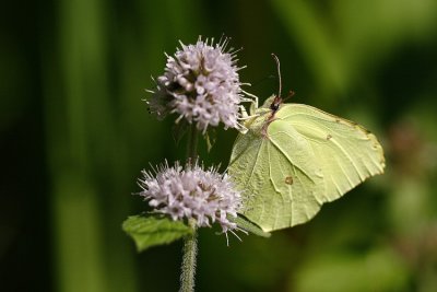 Citron (Gonepteryx rhamni)