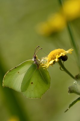 Citron (Gonepteryx rhamni)