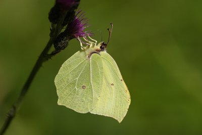 Citron (Gonepteryx rhamni)