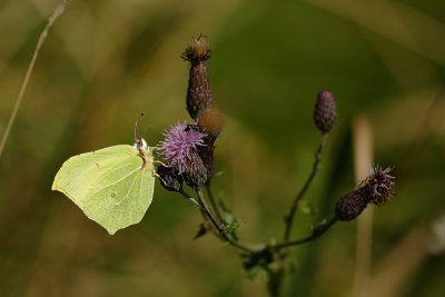 Citron (Gonepteryx rhamni)