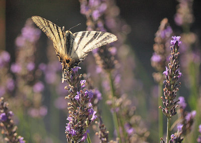 Flambé (Iphiclides podalirius)