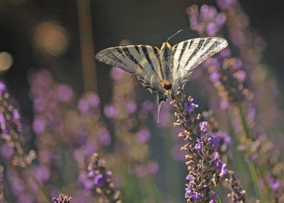 Flambé (Iphiclides podalirius)
