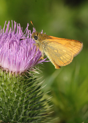 Hespérie (Thymecilius sp)