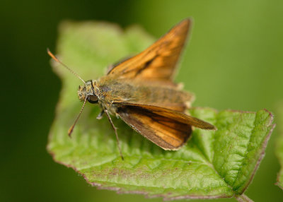 Hespérie (Thymecilius sp)