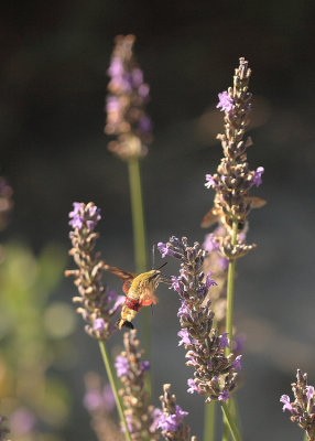 Sphinx Gazé (Hemaris fuciformis)