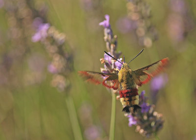 Sphinx Gazé (Hemaris fuciformis)