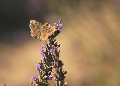 Point-de-Hongrie (Erynnis Tages)