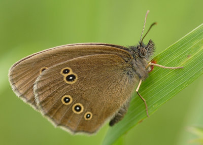 Tristan (Aphantopus Hyperantus)