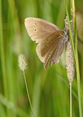 Tristan (Aphantopus Hyperantus)