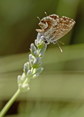 Géranium Bronze (Cacyreus marshalli)