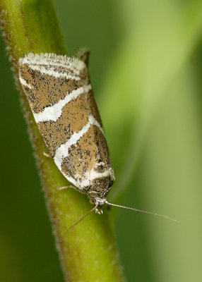 Noctuelle à Barre d'argent (Deltote bankiana)